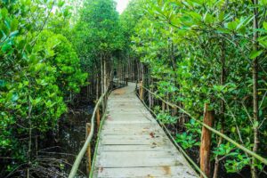 Conserving and Restoring Mangrove Forests