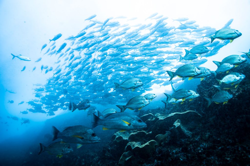School of fish at Julian Rocks