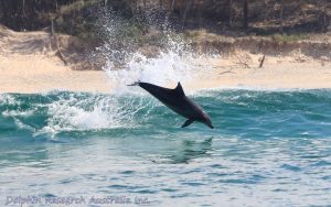 Cetacean Field Ambassador Training