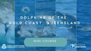 Dolphin Populations of the Gold Coast, Queensland